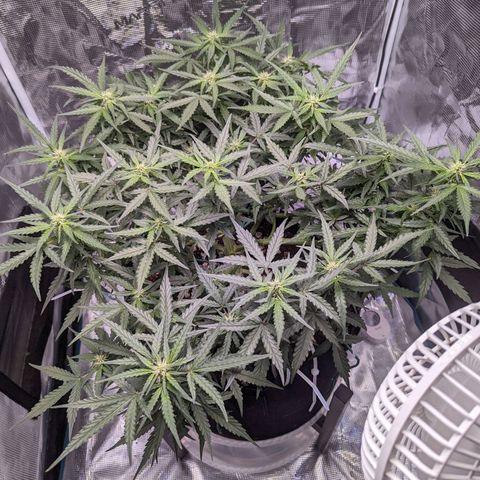 Fast Buds Zkittlez growlog timeline photo