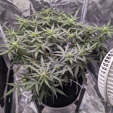 Fast Buds Zkittlez growlog timeline photo