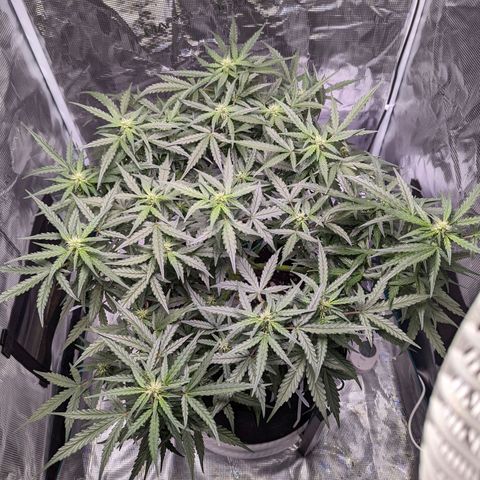 Fast Buds Zkittlez growlog timeline photo
