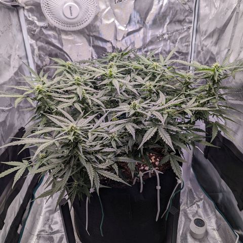 Fast Buds Zkittlez growlog timeline photo
