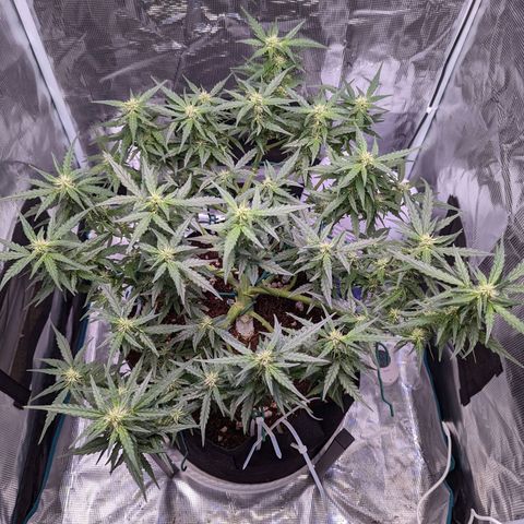 Fast Buds Zkittlez growlog timeline photo