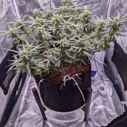 Fast Buds Zkittlez growlog timeline photo