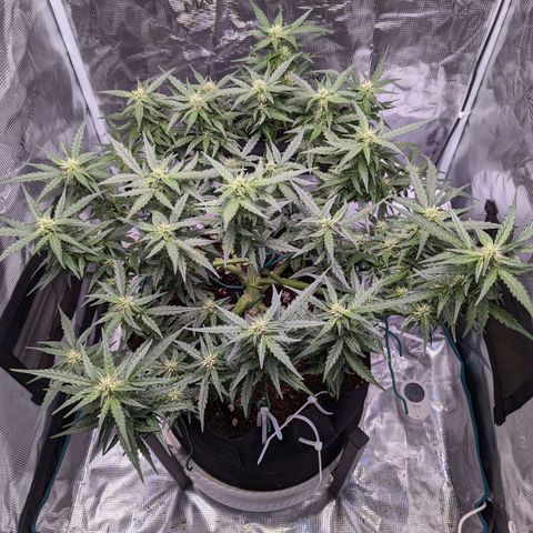 Fast Buds Zkittlez growlog timeline photo