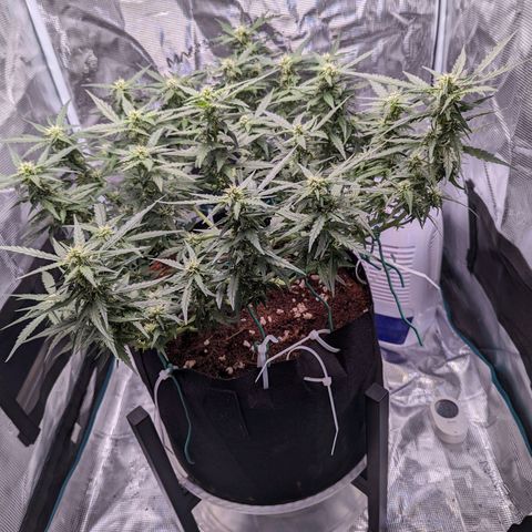 Fast Buds Zkittlez growlog timeline photo