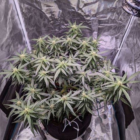 Fast Buds Zkittlez growlog timeline photo
