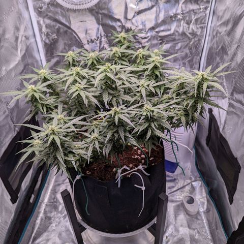 Fast Buds Zkittlez growlog timeline photo