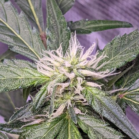 Fast Buds Zkittlez growlog timeline photo