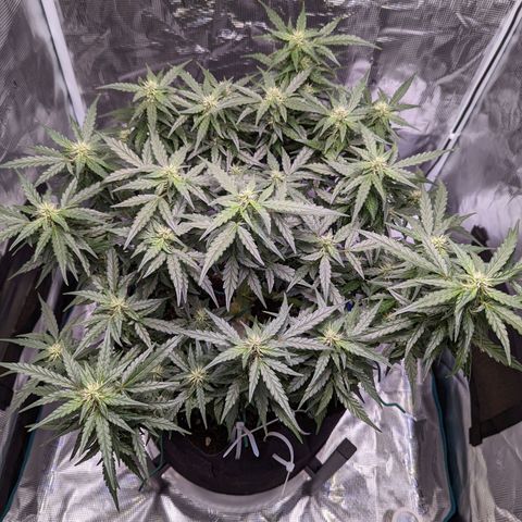 Fast Buds Zkittlez growlog timeline photo