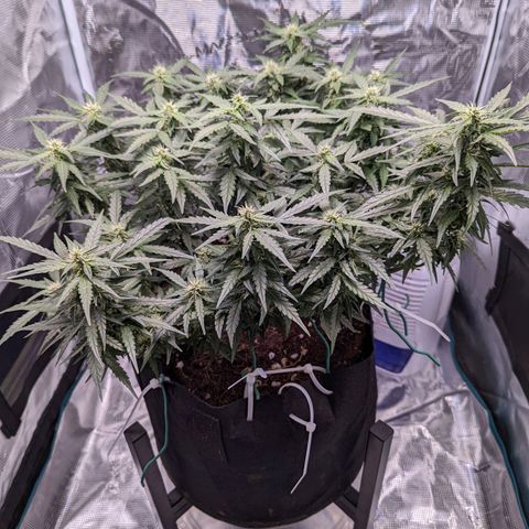 Fast Buds Zkittlez growlog timeline photo