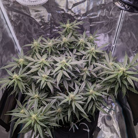 Fast Buds Zkittlez growlog timeline photo