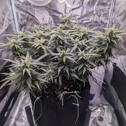 Fast Buds Zkittlez growlog timeline photo