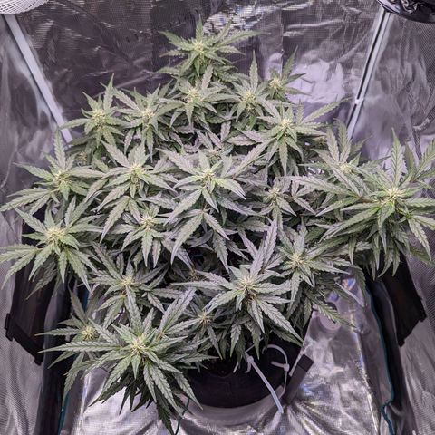 Fast Buds Zkittlez growlog timeline photo
