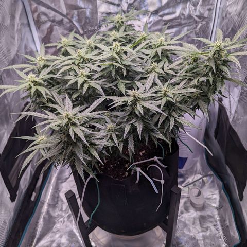 Fast Buds Zkittlez growlog timeline photo