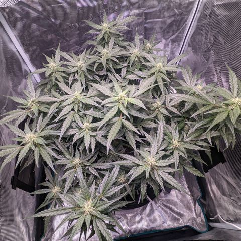 Fast Buds Zkittlez growlog timeline photo