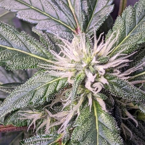 Fast Buds Zkittlez growlog timeline photo