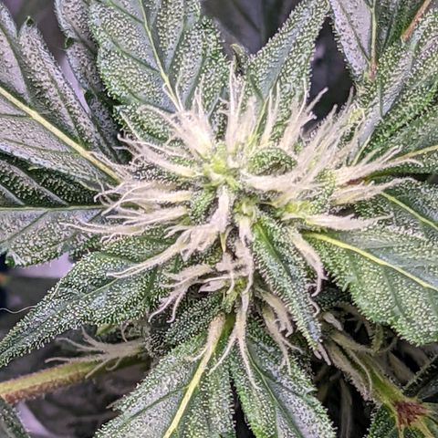 Fast Buds Zkittlez growlog timeline photo
