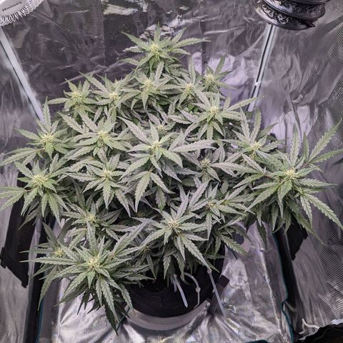 Fast Buds Zkittlez growlog timeline photo