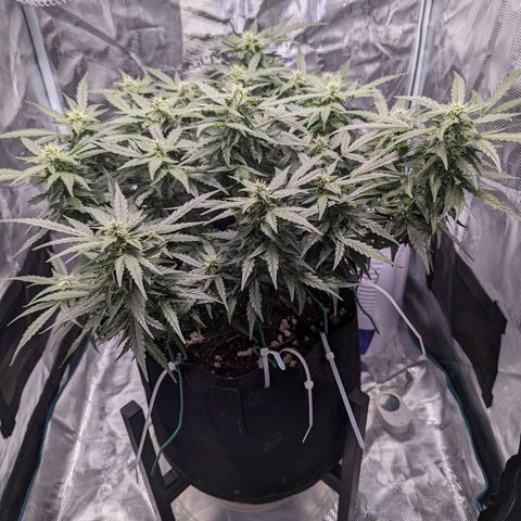 Fast Buds Zkittlez growlog timeline photo