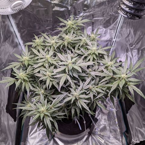 Fast Buds Zkittlez growlog timeline photo