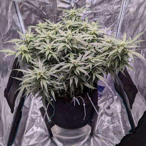 Fast Buds Zkittlez growlog timeline photo