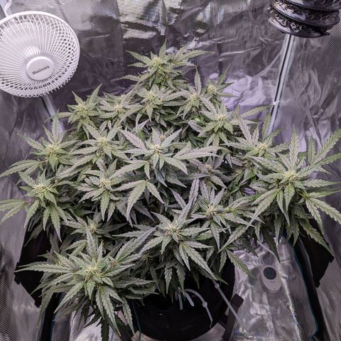 Fast Buds Zkittlez growlog timeline photo