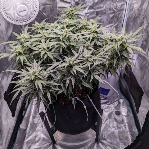 Fast Buds Zkittlez growlog timeline photo