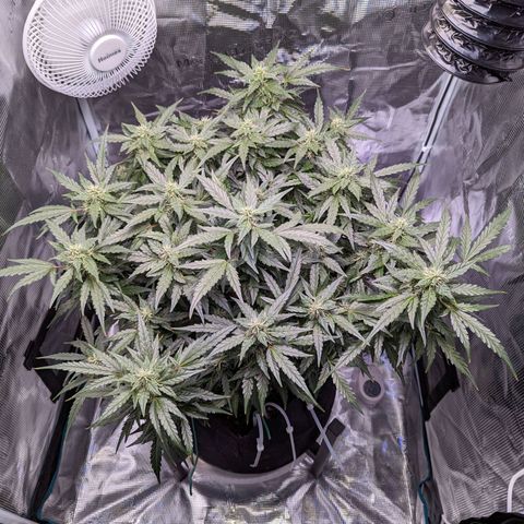 Fast Buds Zkittlez growlog timeline photo