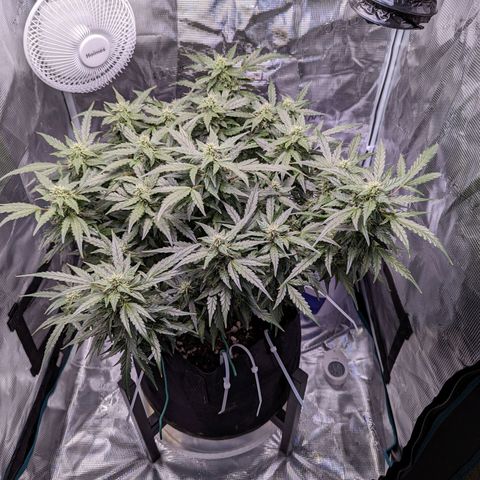 Fast Buds Zkittlez growlog timeline photo