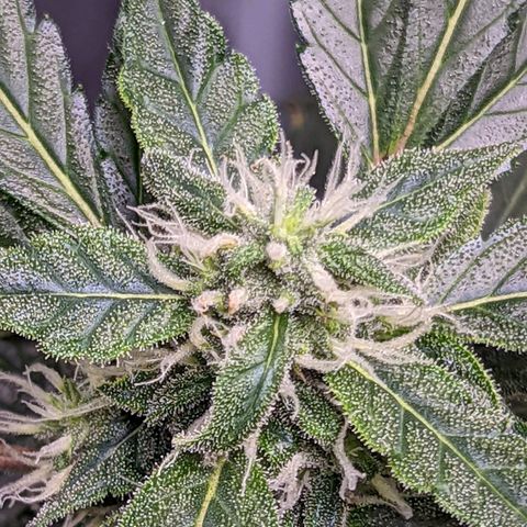 Fast Buds Zkittlez growlog timeline photo
