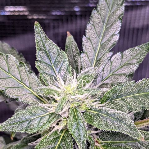 Fast Buds Zkittlez growlog timeline photo