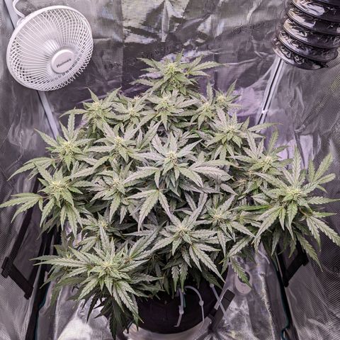 Fast Buds Zkittlez growlog timeline photo