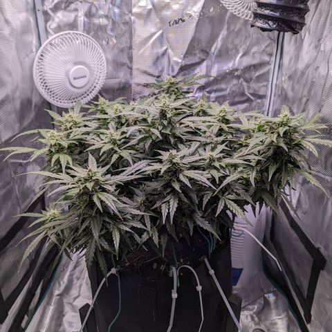 Fast Buds Zkittlez growlog timeline photo