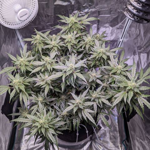 Fast Buds Zkittlez growlog timeline photo