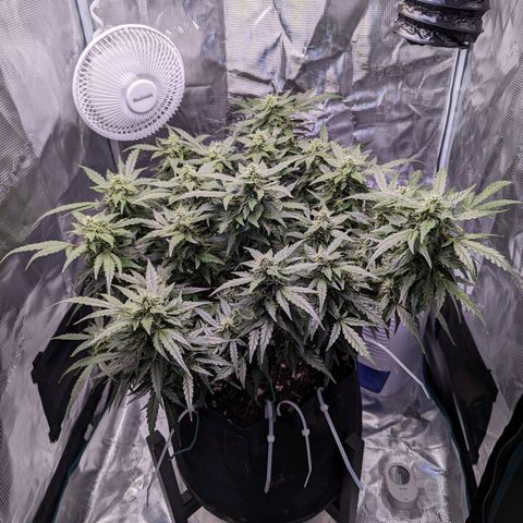 Fast Buds Zkittlez growlog timeline photo