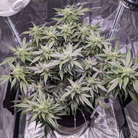 Fast Buds Zkittlez growlog timeline photo