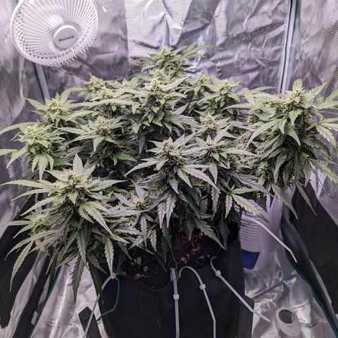 Fast Buds Zkittlez growlog timeline photo
