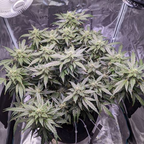 Fast Buds Zkittlez growlog timeline photo