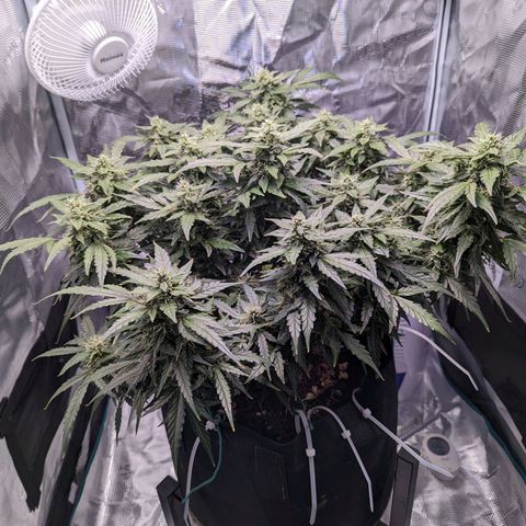 Fast Buds Zkittlez growlog timeline photo