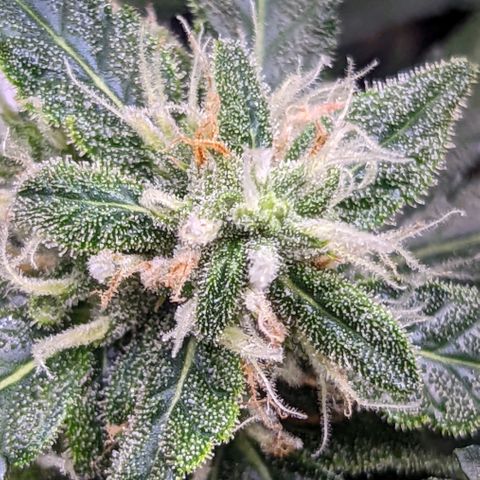 Fast Buds Zkittlez growlog timeline photo
