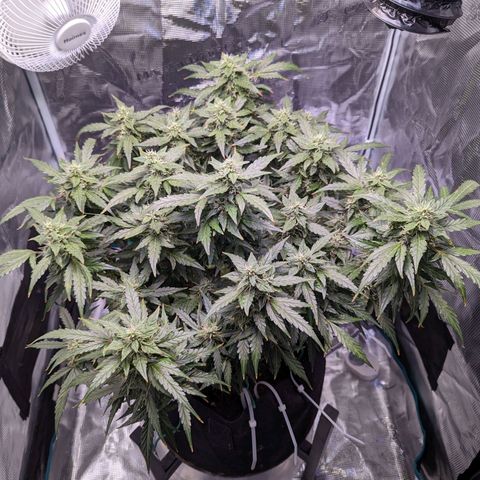 Fast Buds Zkittlez growlog timeline photo