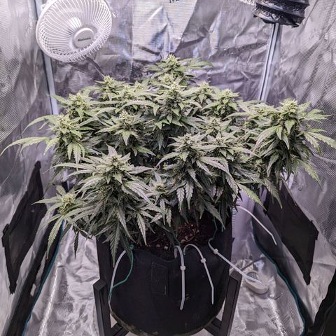 Fast Buds Zkittlez growlog timeline photo