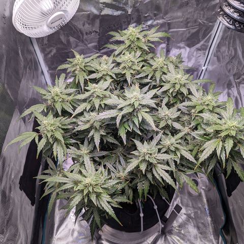 Fast Buds Zkittlez growlog timeline photo