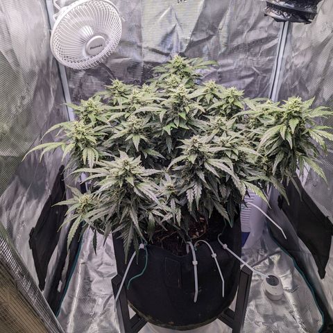 Fast Buds Zkittlez growlog timeline photo