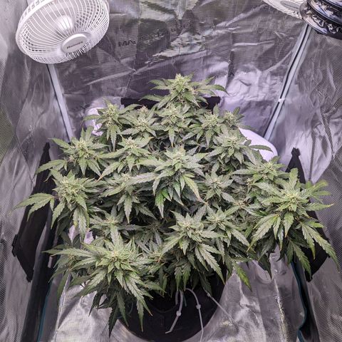 Fast Buds Zkittlez growlog timeline photo