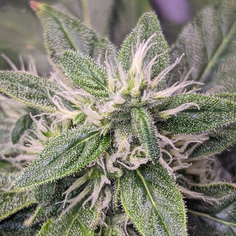 Fast Buds Zkittlez growlog timeline photo