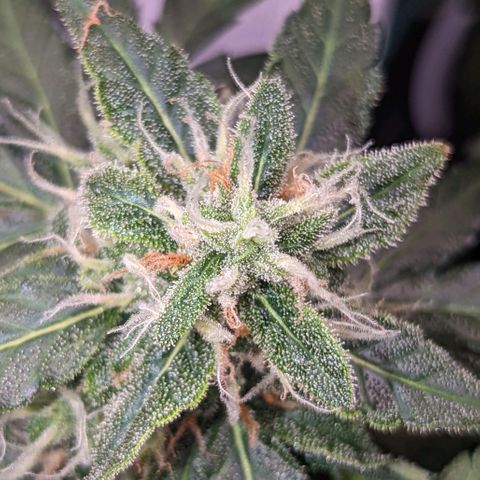 Fast Buds Zkittlez growlog timeline photo