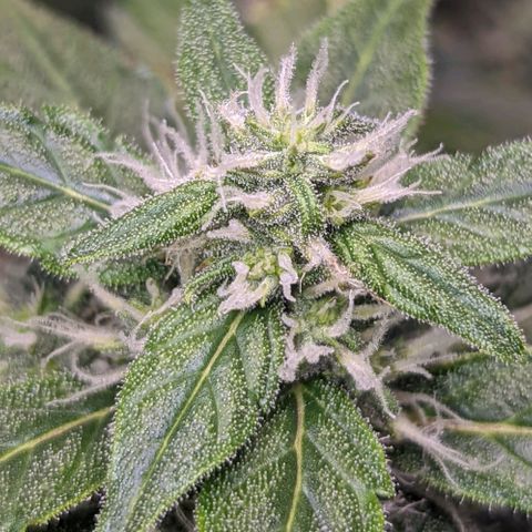 Fast Buds Zkittlez growlog timeline photo