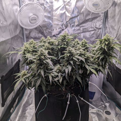 Fast Buds Zkittlez growlog timeline photo