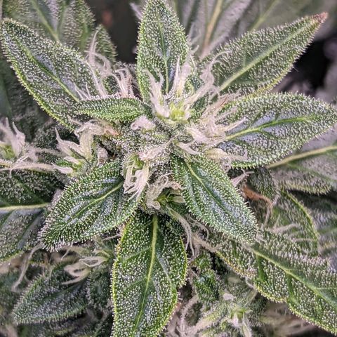 Fast Buds Zkittlez growlog timeline photo