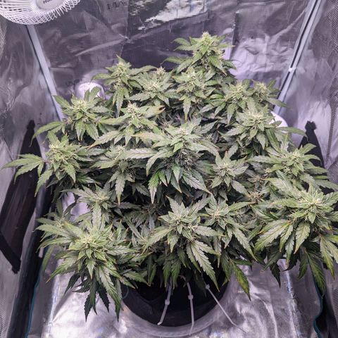 Fast Buds Zkittlez growlog timeline photo